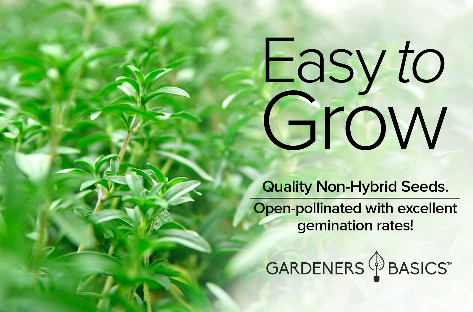 Summer Savory Seeds
