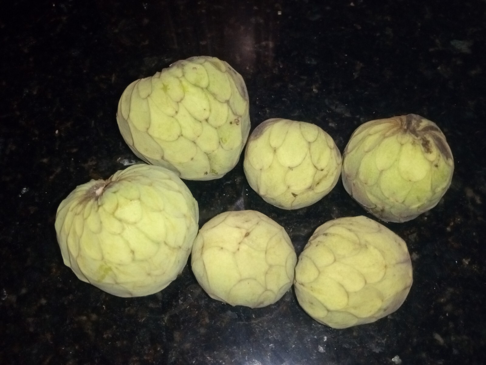 10 Organic Cherimoya/Custard Sugar Apple Tropical Fruit Seeds.US grown seeds.