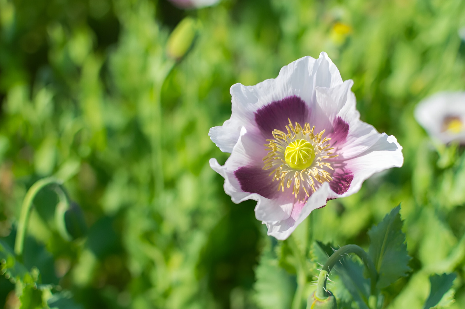 1,000 Blue Moon Poppy Seeds – P. Somniferum – Off White Blooms With Purple Eyes
