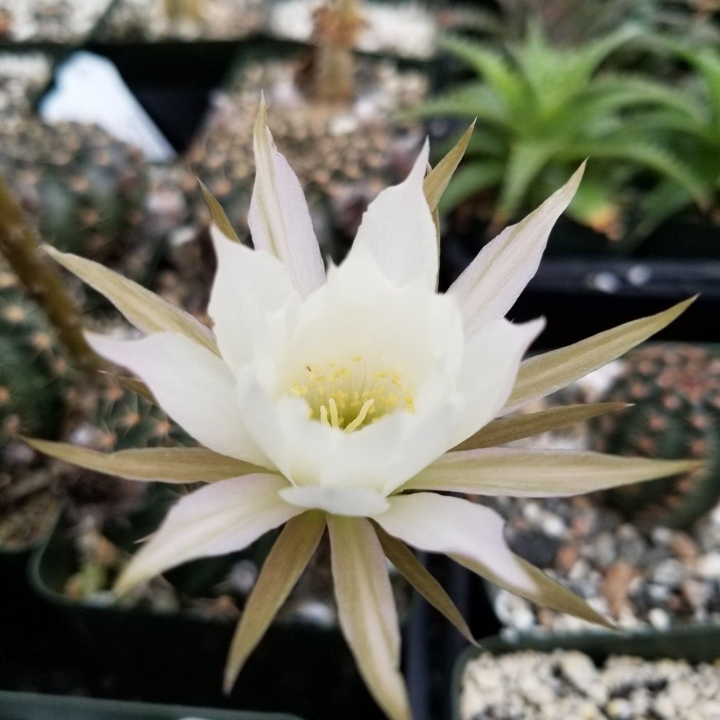 Echinopsis Ancistrophora aka Easter Lily Cactus 8 Seeds Free Shipping!