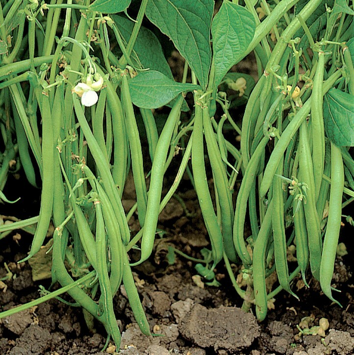 Blue Lake 274 Green Bean Seeds (Bush) | Stringless Beans Vegetable Seed for 2024