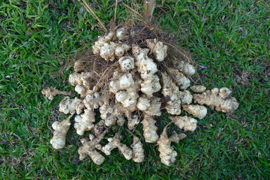 Jerusalem Artichoke EARLY Dwarf Sunray Variety – Organic Sunchoke Sunroot