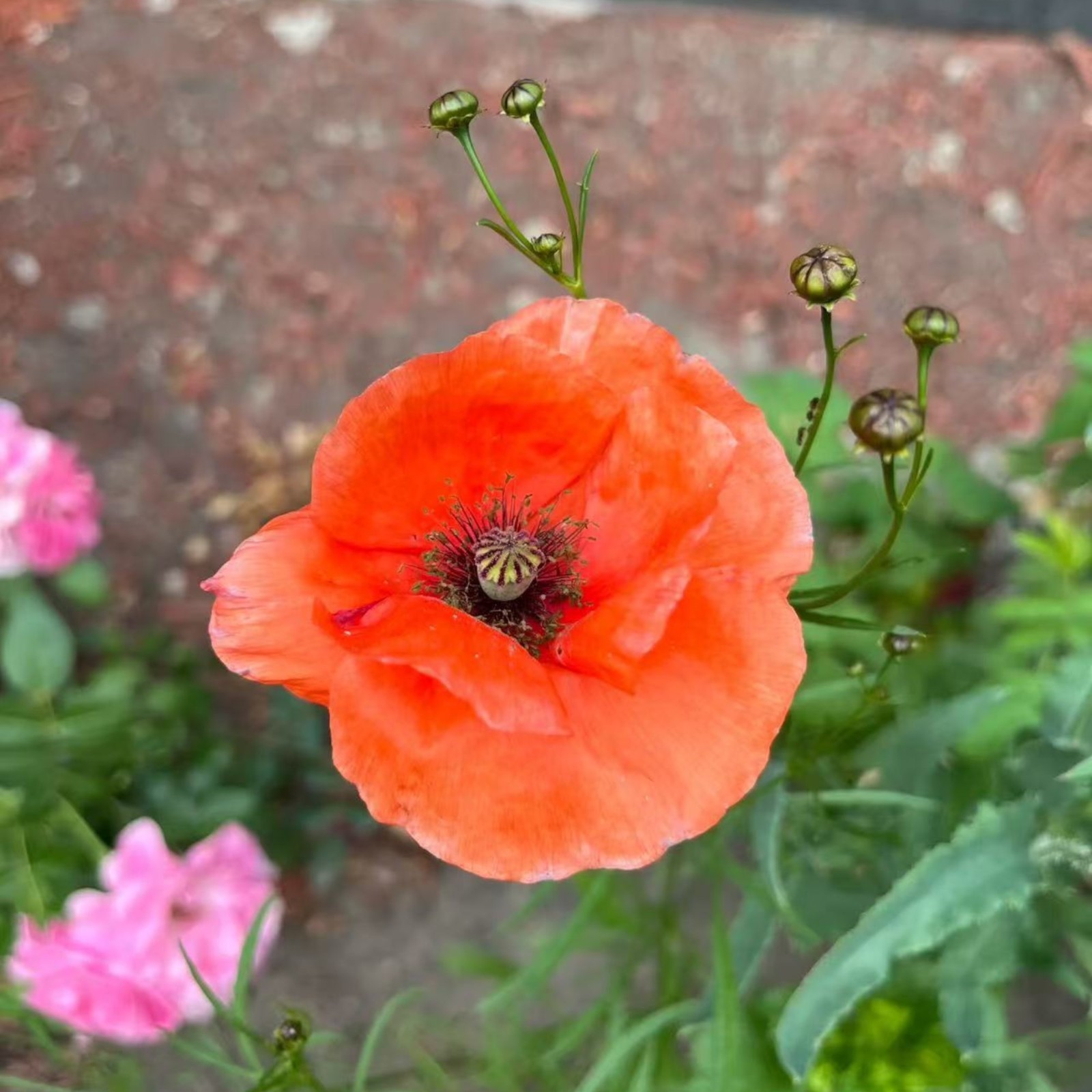 1000 Red Shirley Poppy Seeds – Classic Single Petal Papaver rhoeas Zones 3–10
