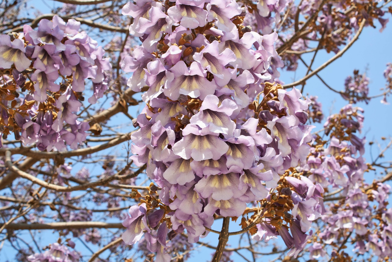 400 ROYAL PAULOWNIA EMPRESS TREE Tomentosa Flower Seeds Seeds *Flat S/H