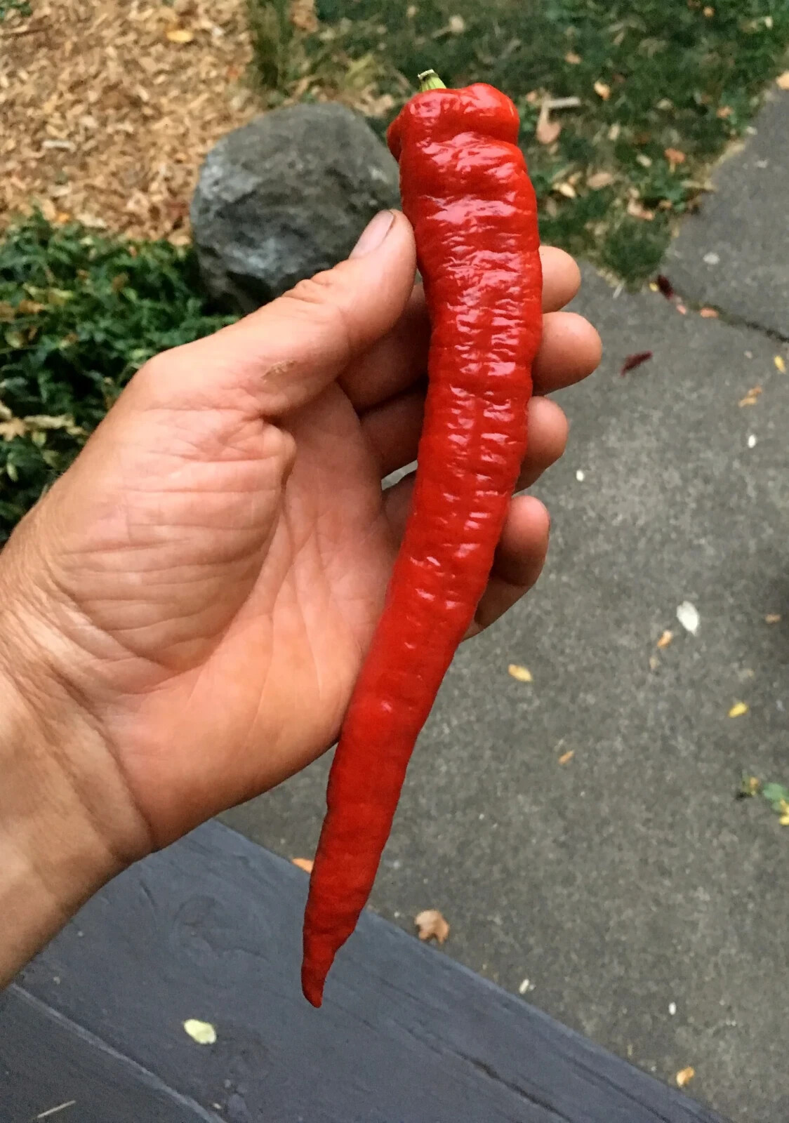 20 JIMMY NARDELLO PEPPER SEEDS ~ heirloomseedguy ~ 2026 ~ NON-GMO