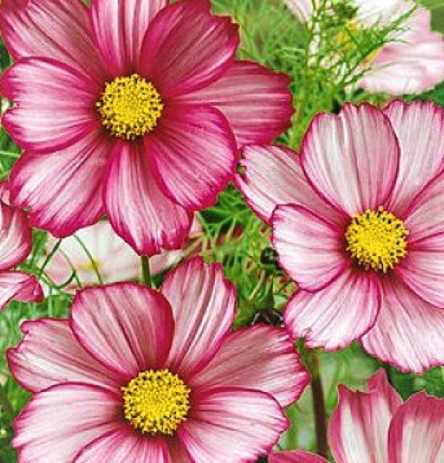 Beautiful Cosmos Seeds Candystripe 100 Seeds -BUY 4 ITEMS FREE SHIPPING