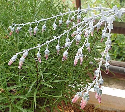 Dudleya pulverulenta ssp. pulverulenta | Chalk Liveforever | 20 Seeds