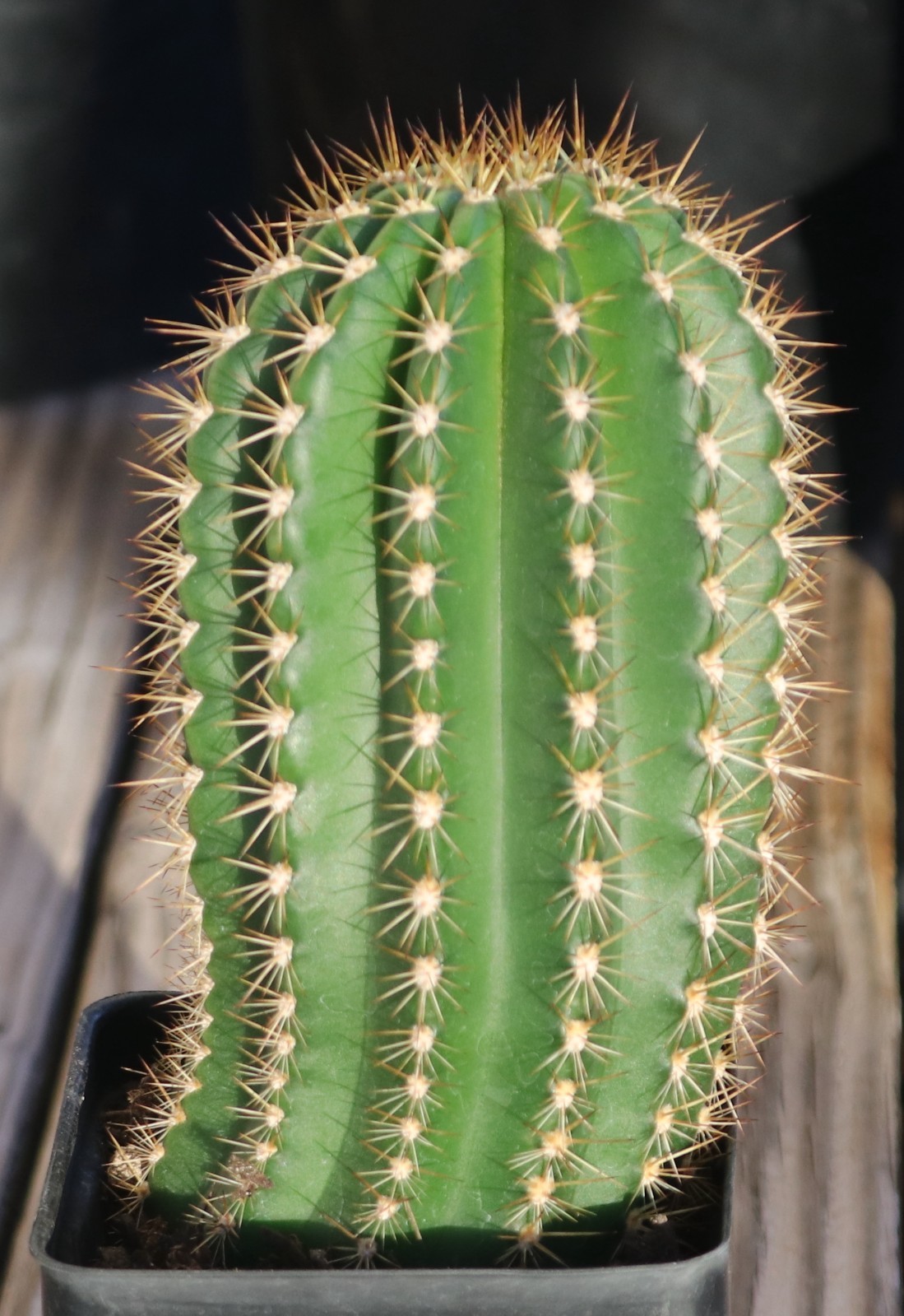 Tricho hybrid ‘Yellow Epic’