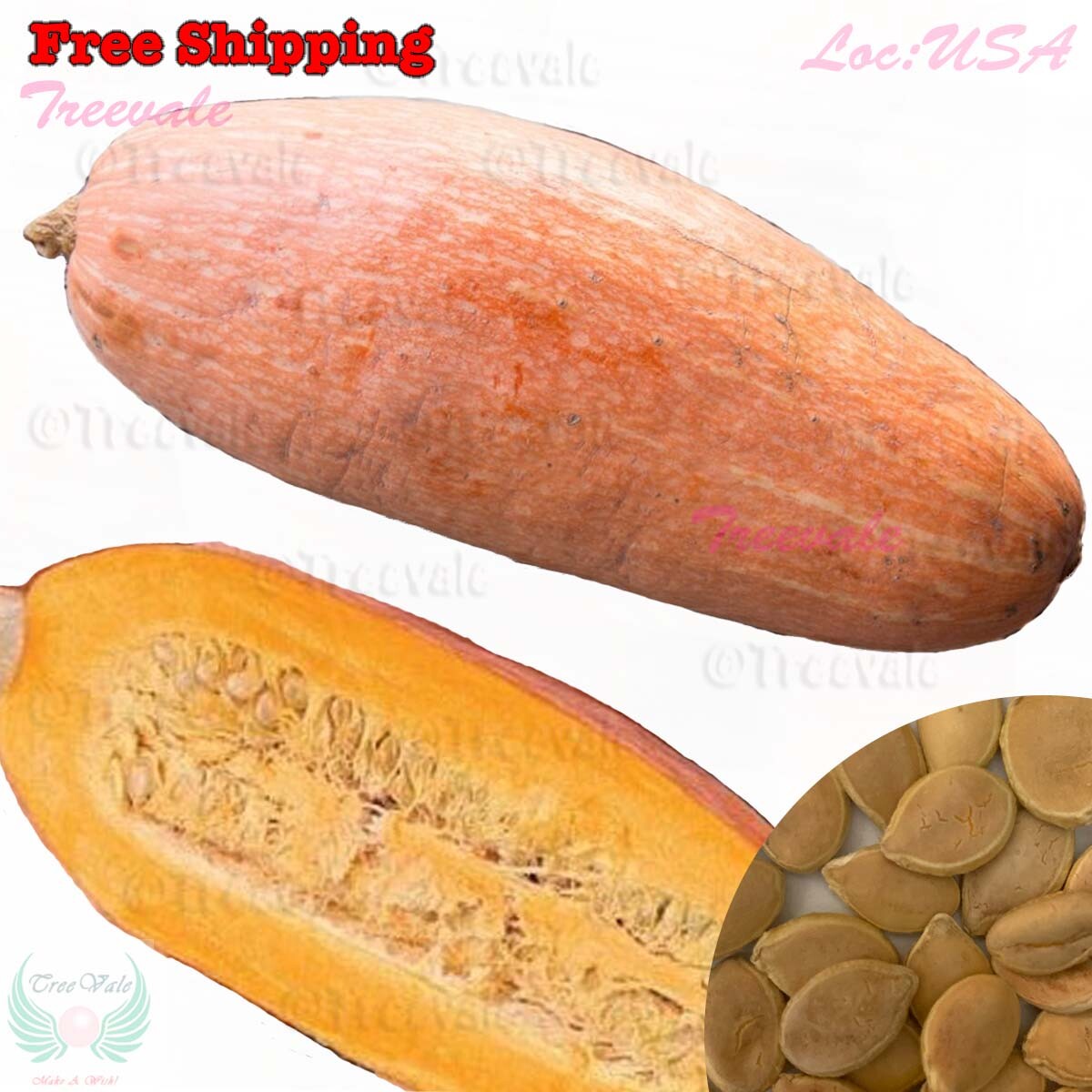 Pink Banana Squash SEEDS | Jumbo/Mexican Banana-Winter Squash | Vegetable Seeds