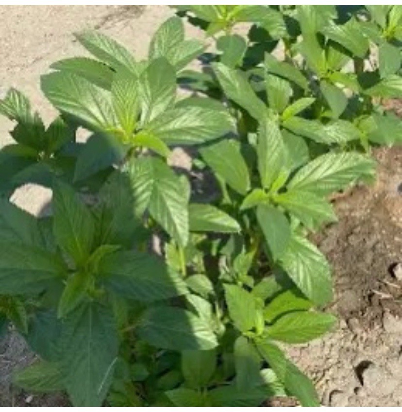 200+ Molokhia Seeds, Egyptian spinach – jute Seeds, heirloom Non-GMO USA