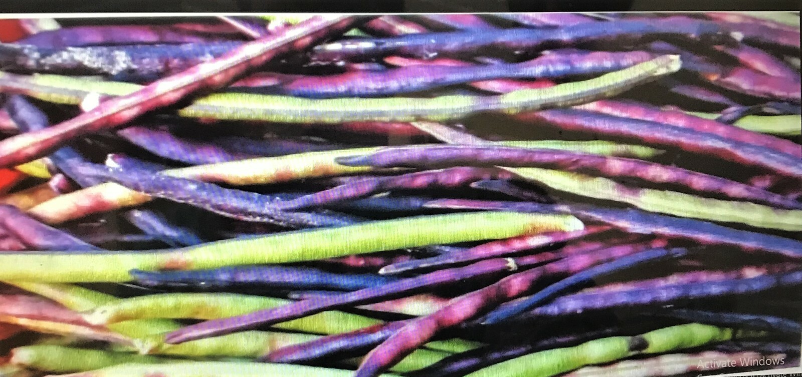 TOP PICK Pinkeye Purple Hull Peas Seed Southern Cowpea 1000+~8oz