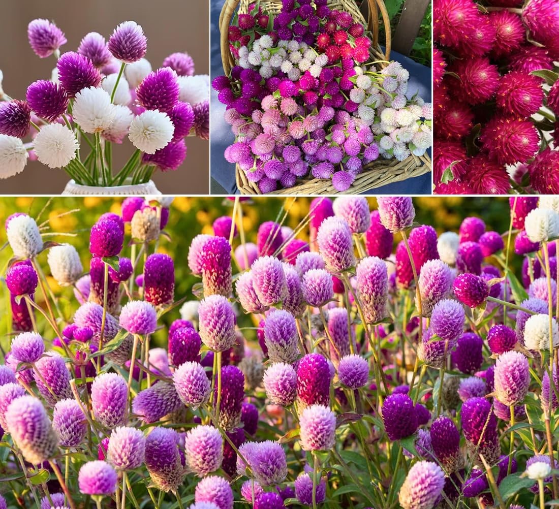 100pcs Globe Amaranth Gomphrena Globosa Seeds Mixed Colors Amaranthus green
