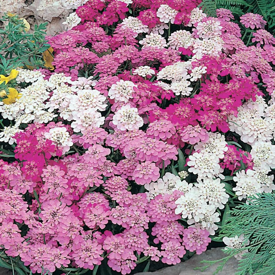 200 Ground Cover Candytuft Flower Mix Seeds Easy to Grow Perennial Zone 3-9