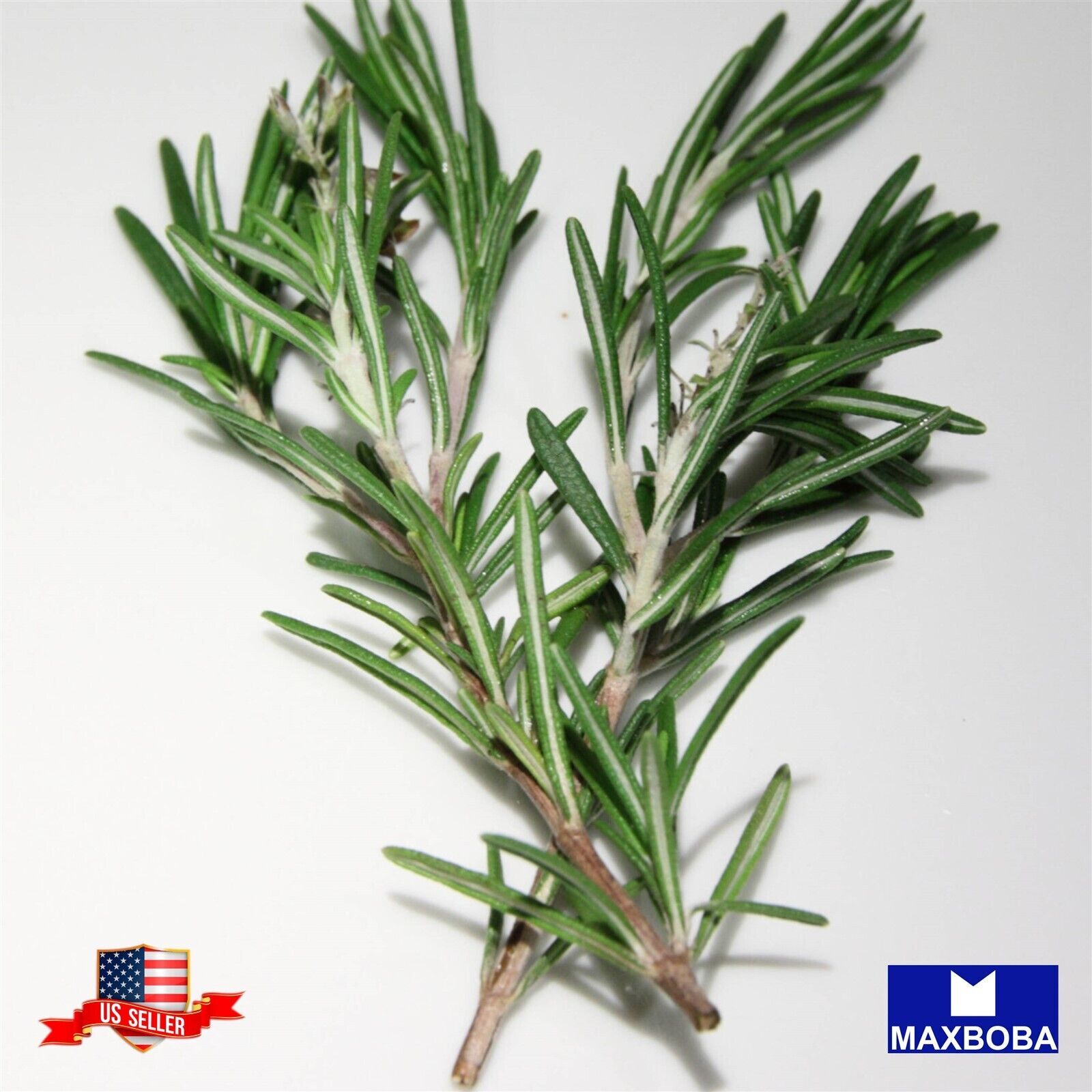 25+ Rosemary Herb Seeds Non-GMO Heirloom BTGO 75% OFF