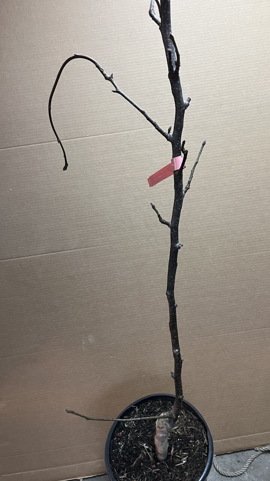 Orient pear, 4 ft tall grafted tree bareroot Pyrus communis Asian