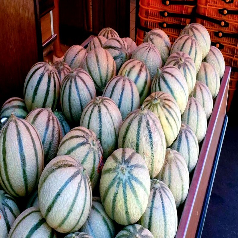 20 Charentais Melon Cantaloupe Seeds NON~GMO Organic Garden French Hybrid Plant