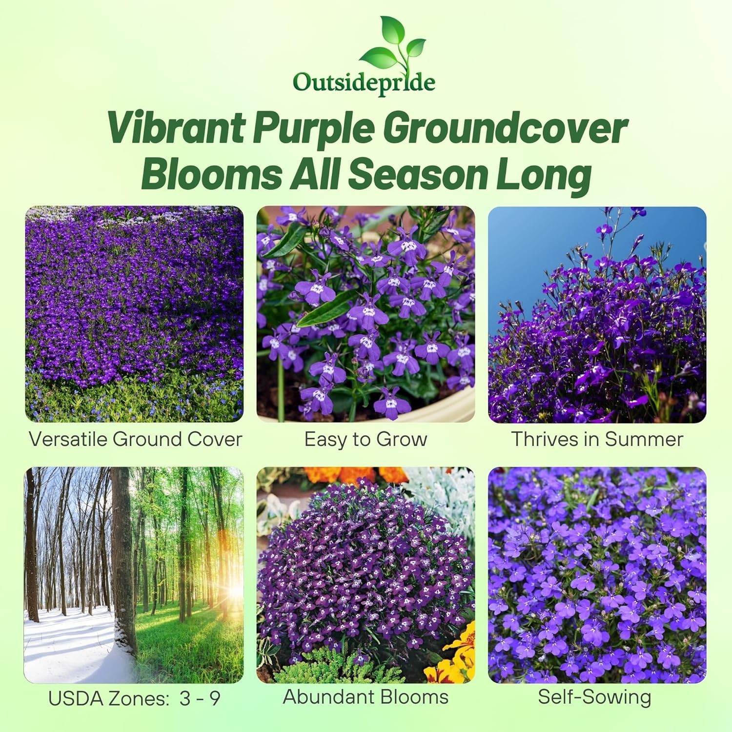 10000 Seeds Lobelia Seeds – Mrs Clibran Lobelia Ground Cover Seed
