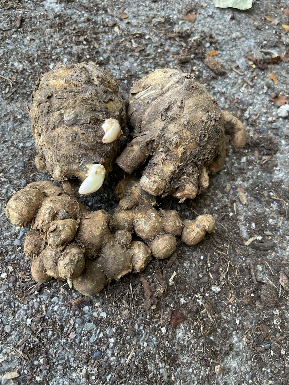 Sprouted 2 Roots Black Ginger 2 Roots Black Turmeric For Planting And Cooking