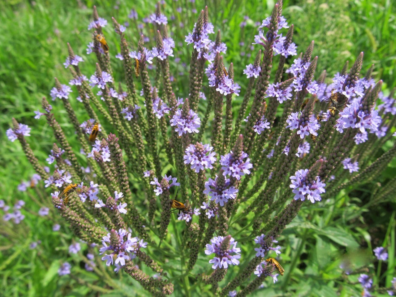 201+BLUE VERVAIN Seeds Native Wildflower Herb Tea Perennial Drought Garden Easy