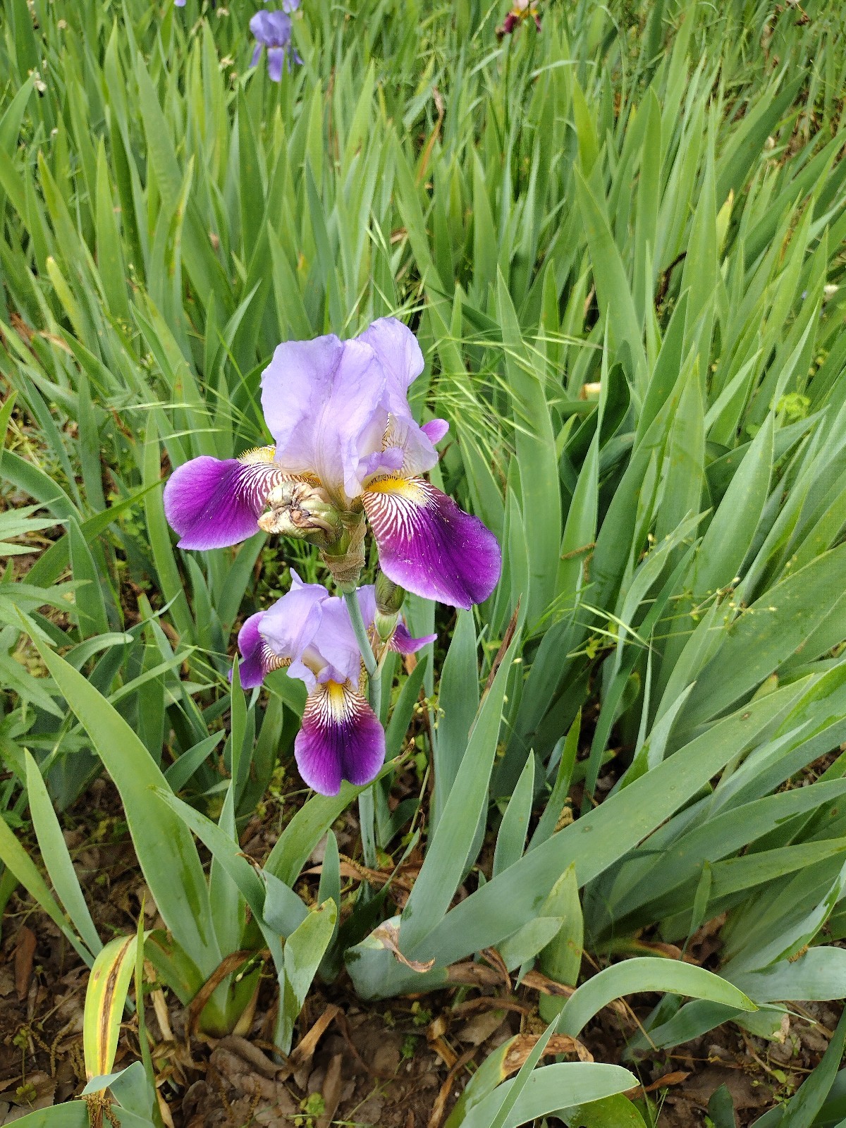 6x MIXED VARIETIES/COLORS BEARDED IRIS Bulbs/Rhizomes FRESH~FREE SHIPPING~