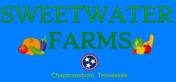 LUNCHBOX Sweet Bell Pepper 25+ Seeds – Great For Snacking! – From Tennessee