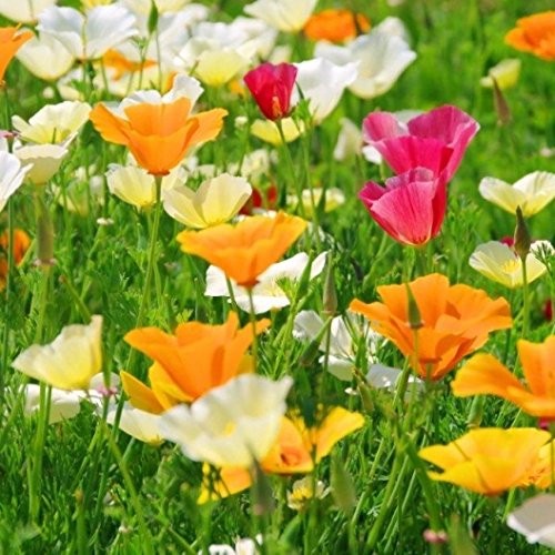 ~ Bulk California Poppy Seeds – Mixed Colors Eschscholzia californica 234,000…