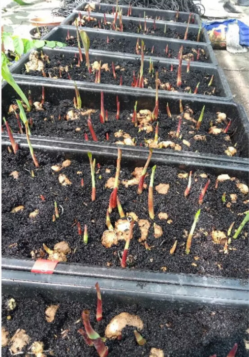AUTHENTIC Colocasia Blue Velvet 1 bulbs