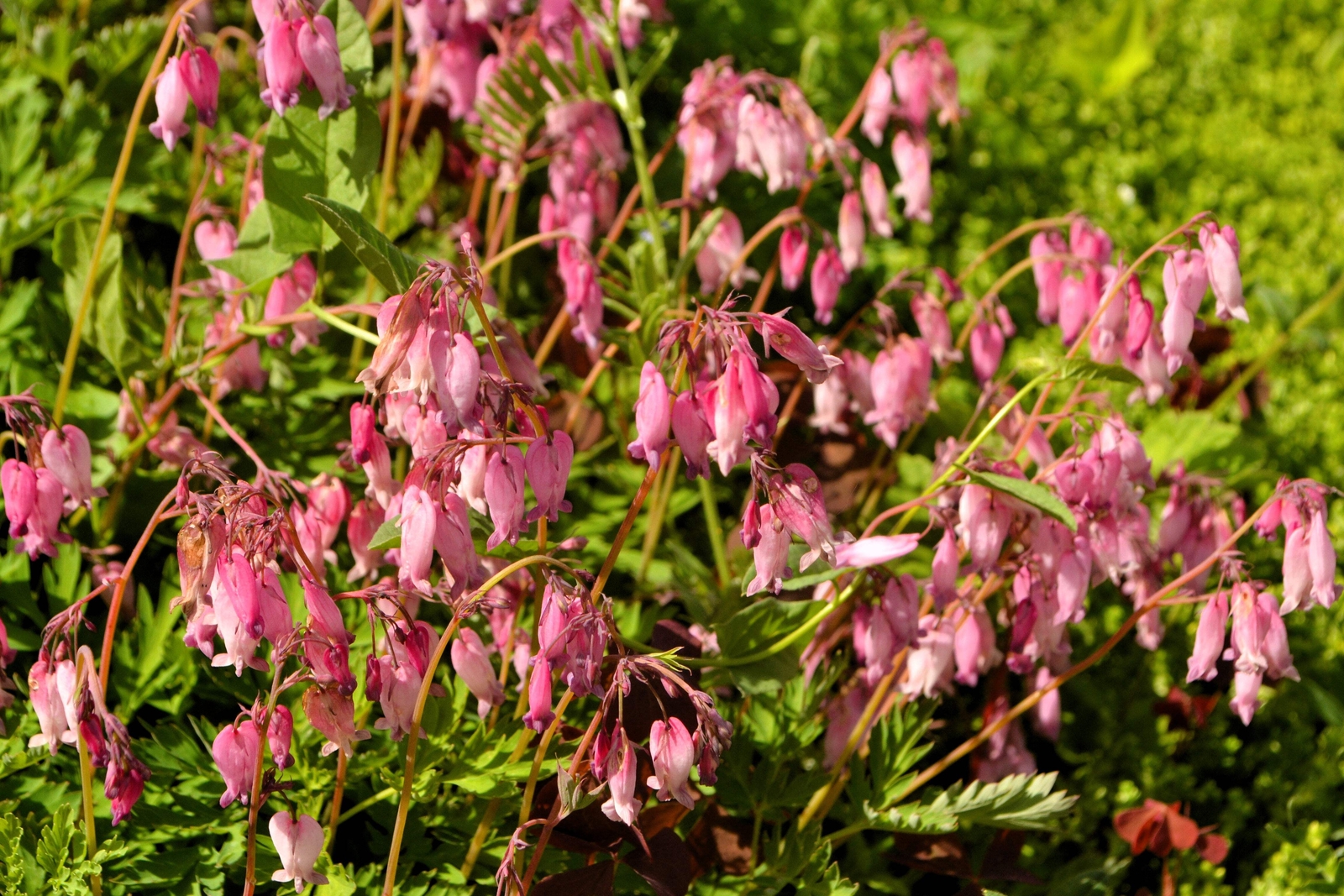 10 FRINGED / FERN LEAF BLEEDING HEART Dicentra Eximia Pink Flower Seeds *CombS/H