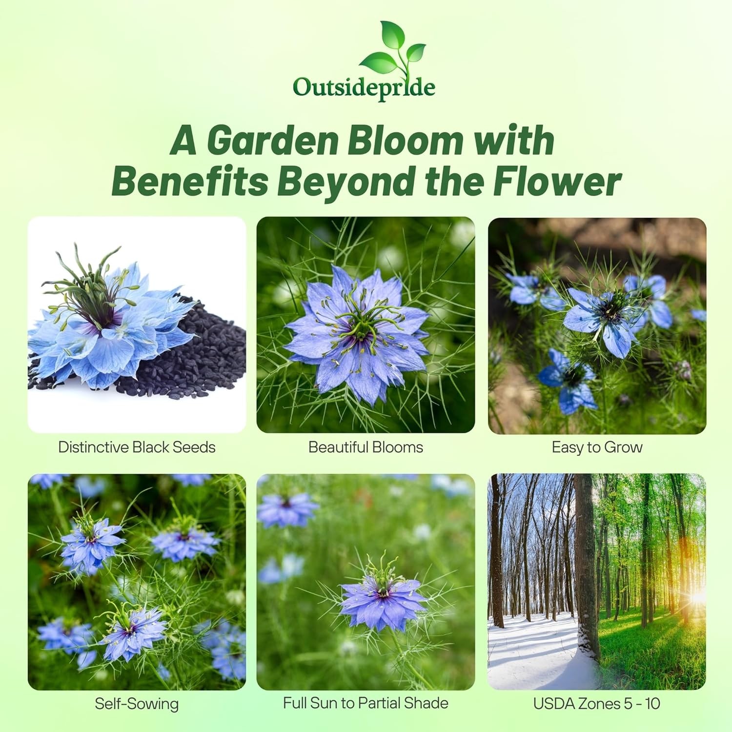 2000 Seeds Cumin Seeds – Black Cumin Herb Seed