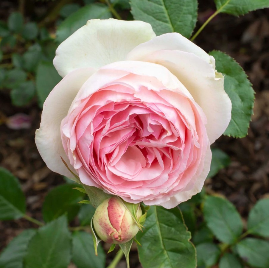 White Pink Eden Climbing Rose Seeds – Pack 30 Seeds – Rose Flower Gardening