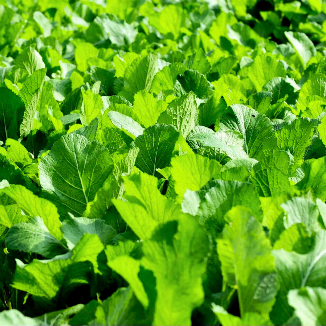 Fresh Florida Broadleaf Mustard Green Seeds | Heirloom Non-GMO | Vegetable seeds