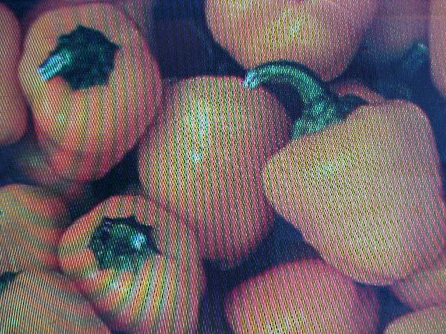 INDOOR OUTDOOR MINIATURE SWEET YELLOW BELL PEPPER SEEDS