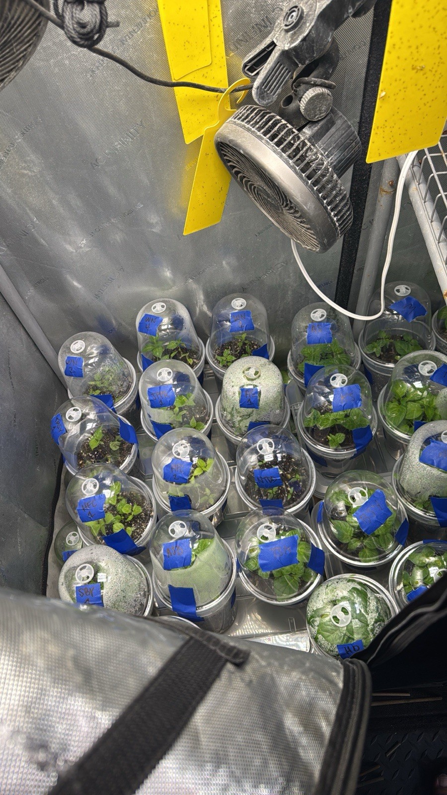 All Varieties!! 5 Pepper Plants!! 1 Type Per Container!! Ready To Ship!!