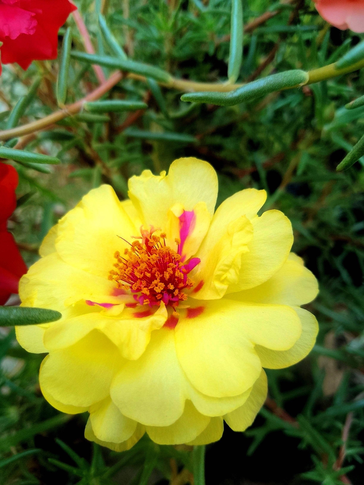 100 YELLOW PORTULACA Grandiflora / MOSS ROSE Gold Flower Seeds *Comb S/H