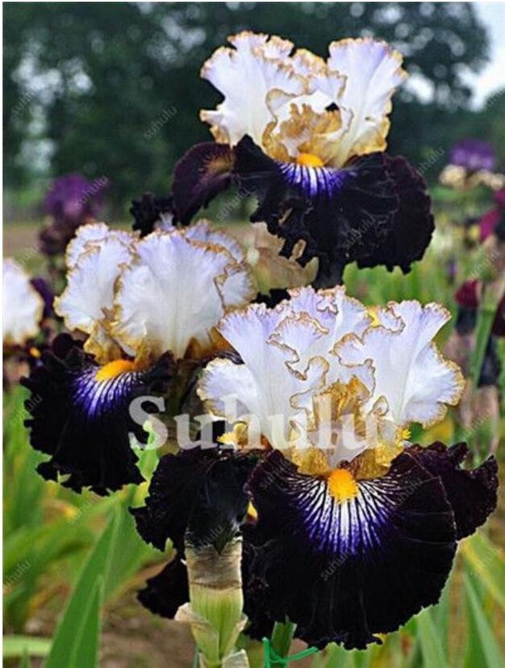 20 SEEDS for Black/White IRIS rare flower exotic bloom garden plant USA Seller