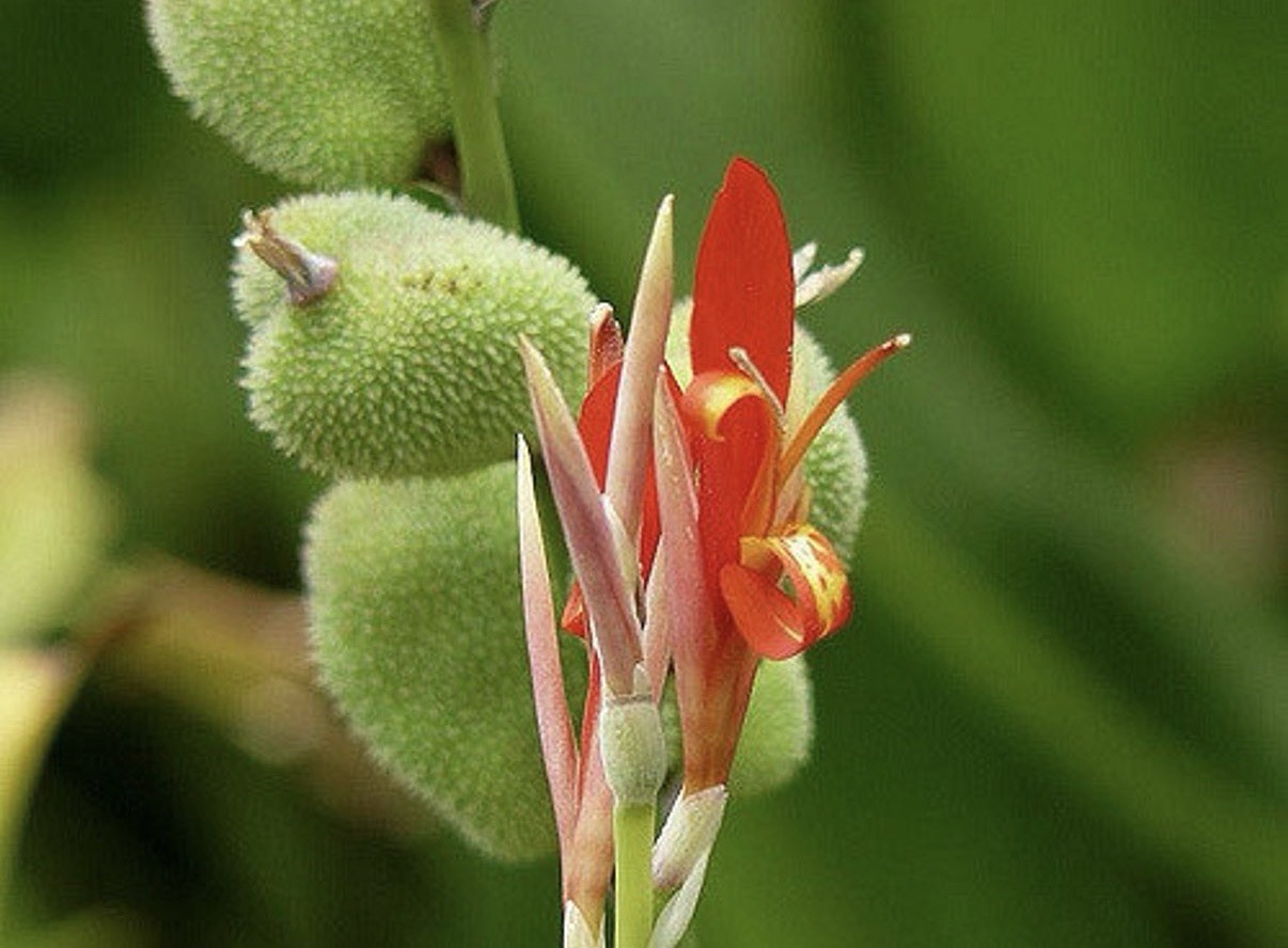 Vibrant Red Canna Lily Seeds Fresh 2026 Houston Harvest Canna Indica 15 Seeds