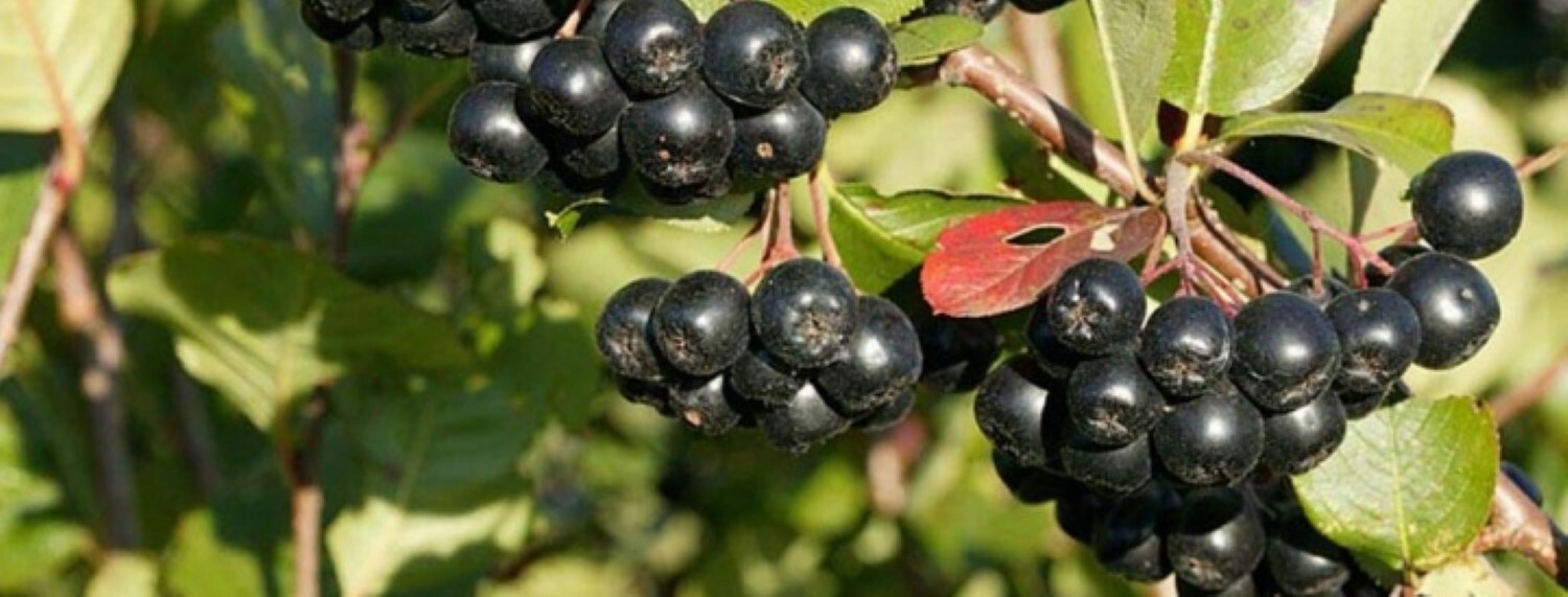 2-3 ft tall Viking Aronia melanocarpa – Black chokeberry, plant potted