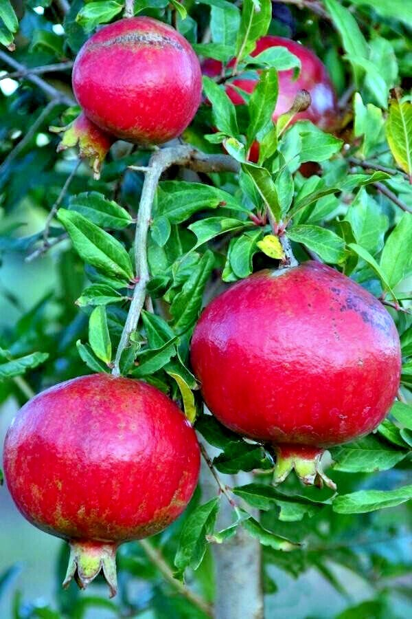 20 DWARF Pomegranate Tree Seeds (Punica granatum) Nana Garden Fruit House Plant