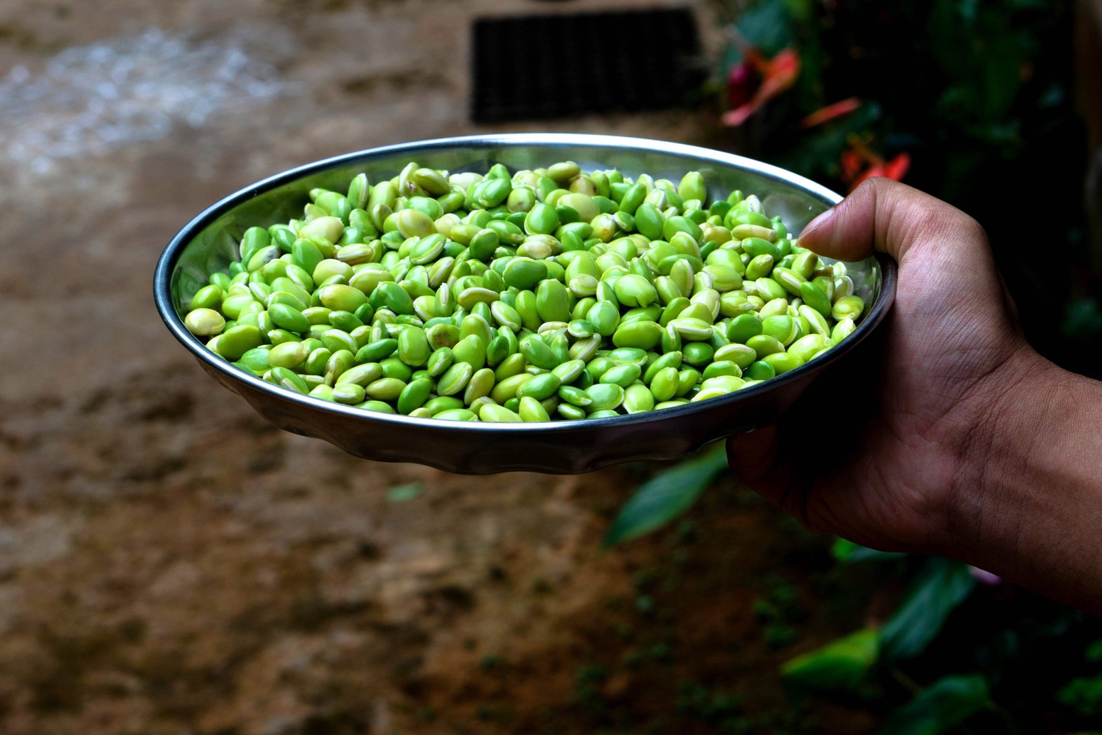 50 BABY LIMA BEAN Phaseolus Lunatus Vegetable Seeds