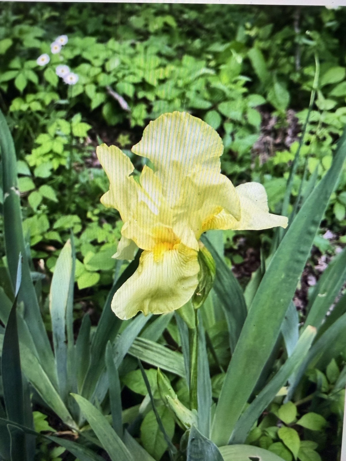 Yellow Bearded Iris BULB SPRING FLOWER (Buy 1 get 1 free + Bonus Gift)