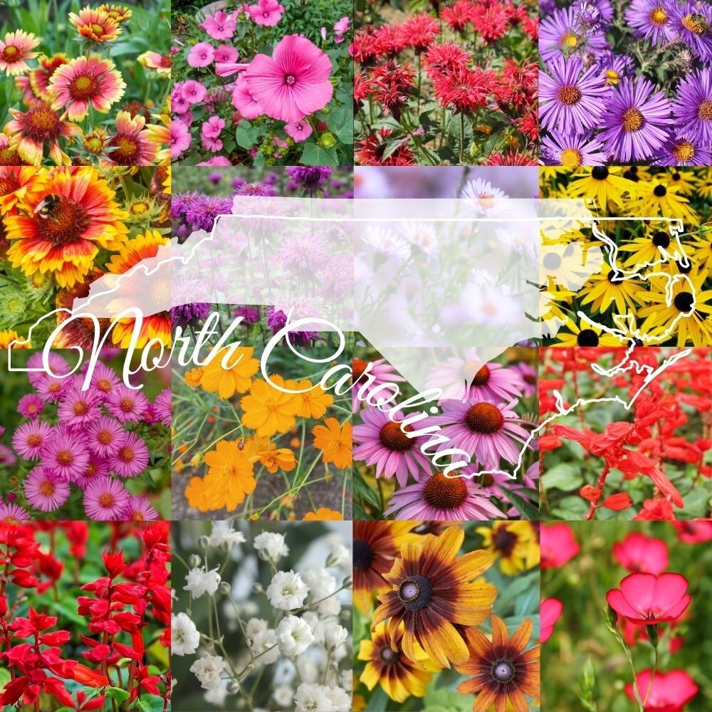 1 Pound North Carolina Bulk Wildflower Seed Mix 1lb Covers 2,000sq-ft