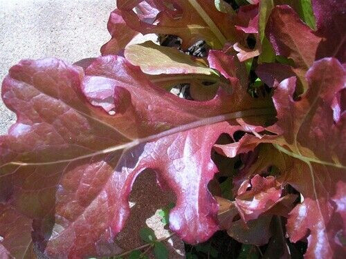 SCARBOROUGH SEEDS Red Salad Bowl Lettuce 1000 Seeds Non GMO Fresh Garden Seeds