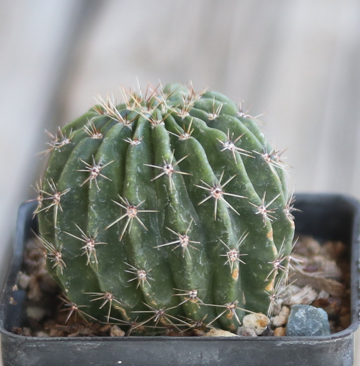 Echinopsis hybrid ‘Rittergelb’