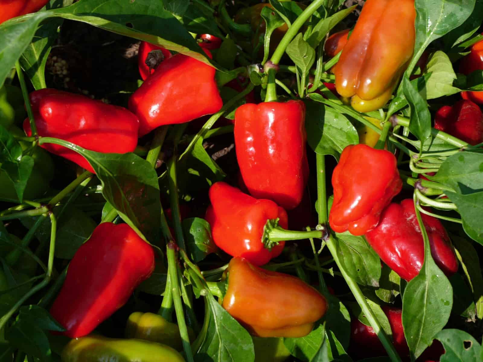 Cajun Belle Pepper Seeds (20) / ORGANIC / MILD / FLORIDA GROWN / RARE