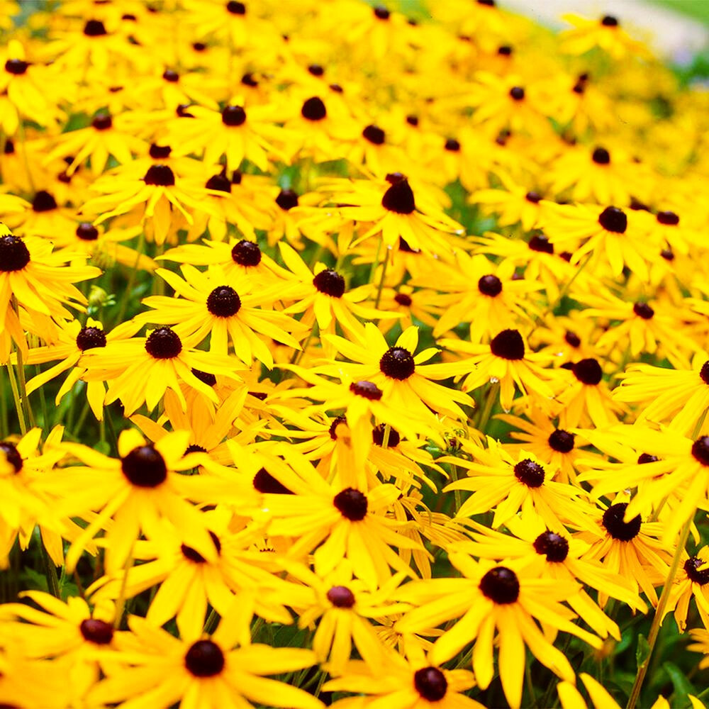 Black Eyed Susan Flower Seeds | Perennial Garden Sunflower Sun Flower Seed 2025