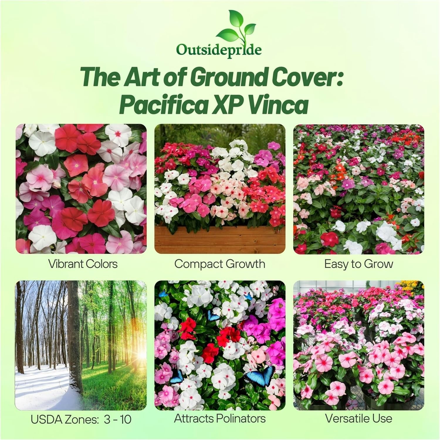 100 Seeds Drought Tolerant Periwinkle Flower Seed & Ground Cover Plant Mix