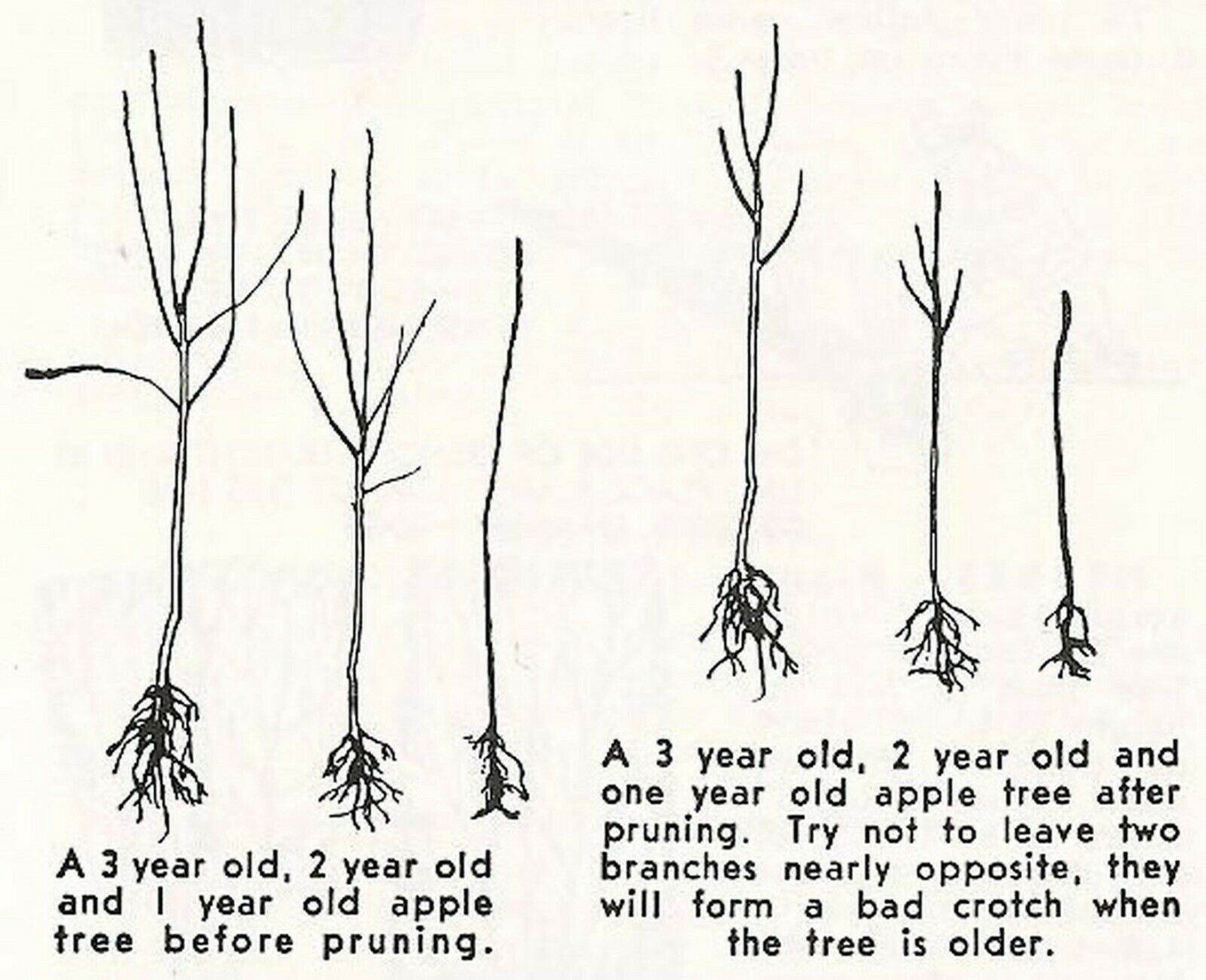 Waltana apple tree grafted 5x5x12 inches pot size 1 year old
