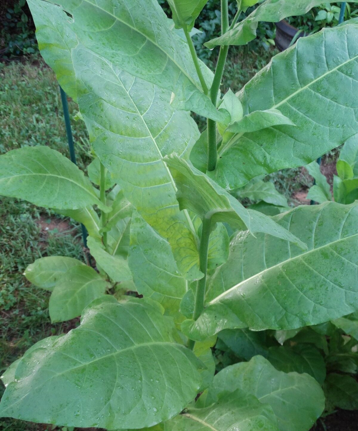 SHIRAZI TURKISH-PERSIAN AROMATIC TOBACCO 500+ SEEDS RARE ORIENTAL ORGANIC 2022