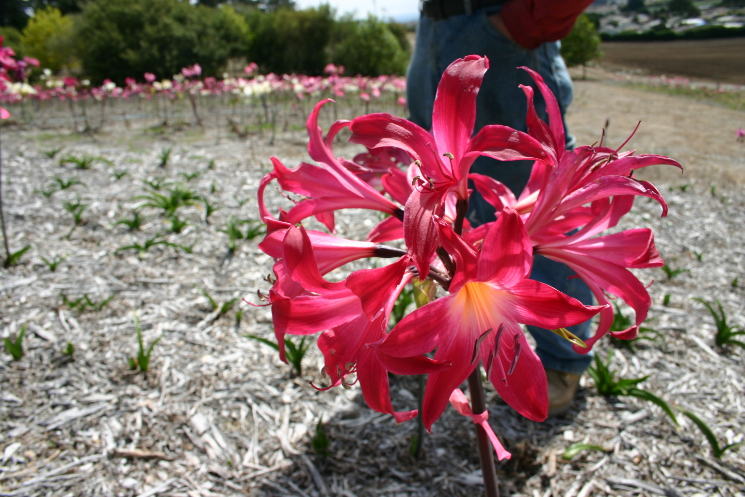 1 Amaryllis Belladonna RED Hybrid ~ Large Bulb bloomed 2021- not Hippeastrum