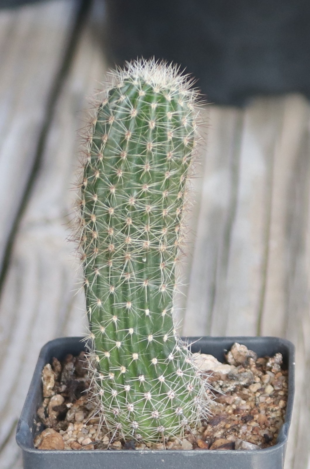 Echinopsis hybrid ‘Sterntaler’